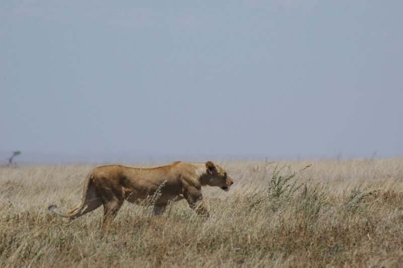 Original photo of lion. Duncan Morris